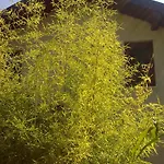 Къща за гости вила елфи 2*